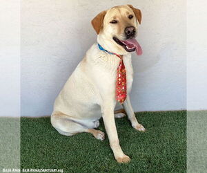Gerald - Male Labrador Retriever-Unknown Mix Dog for Adoption - Photo #6