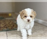Small #4 Poovanese