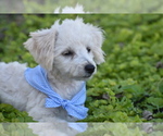 Pixie - Female Bichpoo Puppy for Sale - Photo #3