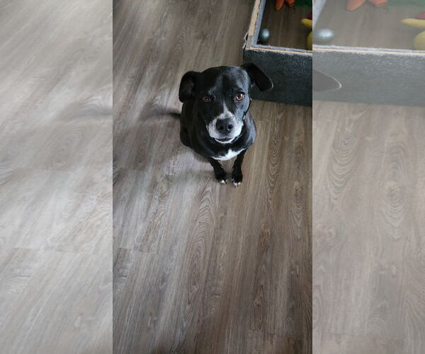 Medium Photo #2 Labrador Retriever-Unknown Mix Puppy For Sale in McDonough, GA, USA