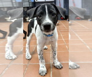 Lab-Pointer Dogs for adoption in Jefferson, NJ, USA