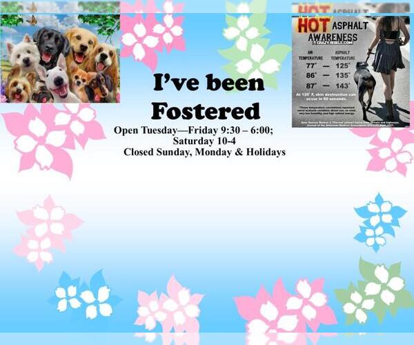 Medium Photo #1 Mutt Puppy For Sale in Moreno Valley, CA, USA