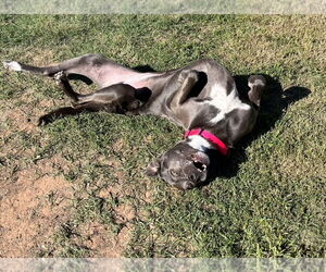 KangaRoo - Female Blue Lacy-Unknown Mix Dog for Adoption - Photo #19