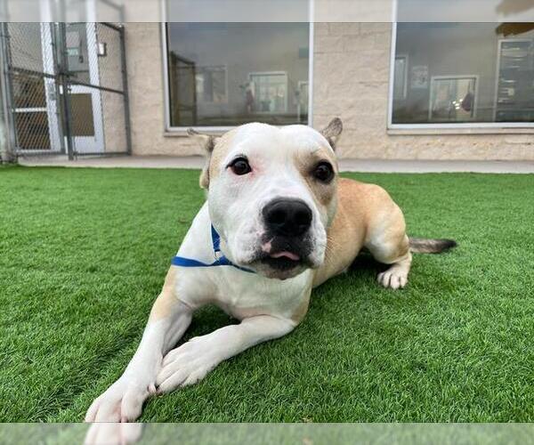 Medium Photo #1 American Staffordshire Terrier-Unknown Mix Puppy For Sale in Grand Prairie, TX, USA