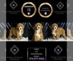 Small Photo #106 Goldendoodle (Miniature) Puppy For Sale in WARSAW, IN, USA