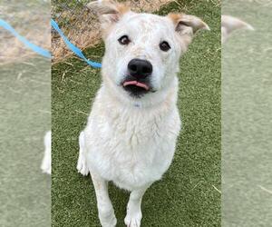 Mutt Dogs for adoption in Fayetteville, NC, USA