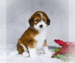 Small Photo #6 Bernedoodle-Poodle (Miniature) Mix Puppy For Sale in DALTON, OH, USA