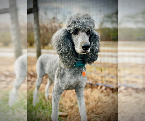 Medium Photo #7 Poodle (Standard) Puppy For Sale in Pacolet, SC, USA