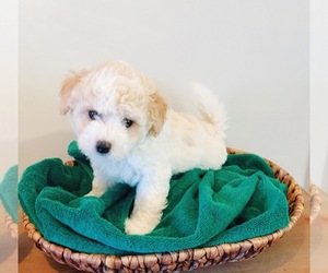 Maltipoo-Poodle (Toy) Mix Puppy for sale in PHENIX CITY, AL, USA