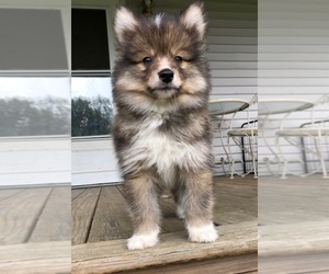 Pomsky Puppy for sale in SAVOY, MA, USA