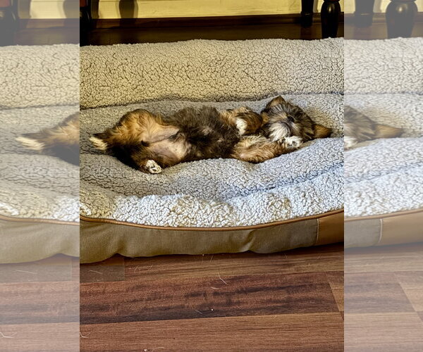 Medium Photo #3 Shih Tzu-Unknown Mix Puppy For Sale in Alexandria, KY, USA