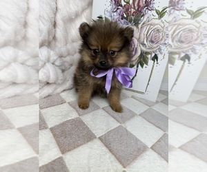Pomeranian Puppy for sale in GLEN ALLEN, VA, USA