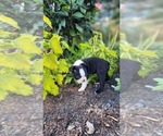 Small #3 Boston Terrier