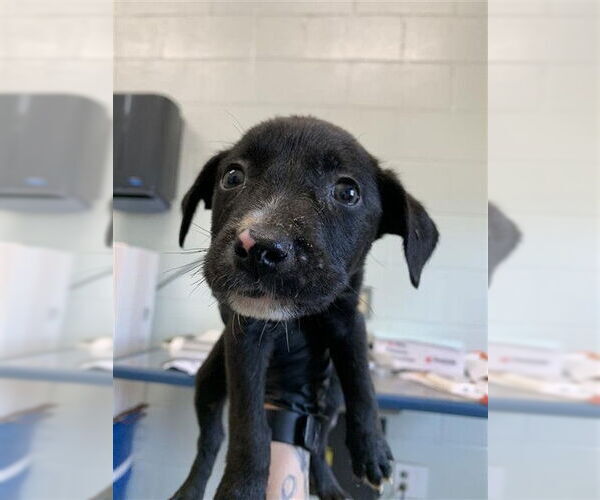 Medium Photo #1 Labrador Retriever Puppy For Sale in Corpus Christi, TX, USA
