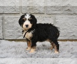 Small #2 Bernedoodle