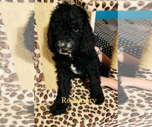 Medium Photo #7 Double Doodle Puppy For Sale in FRIENDSWOOD, TX, USA