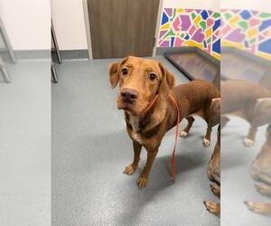 Labrador Retriever-Unknown Mix Dogs for adoption in Baytown, TX, USA