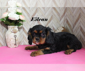 Cavalier King Charles Spaniel Puppy for sale in CHANUTE, KS, USA