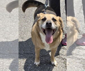 Beagle-Unknown Mix Dogs for adoption in Rustburg, VA, USA
