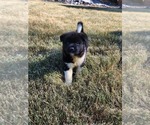 Puppy Puppy 7 Akita