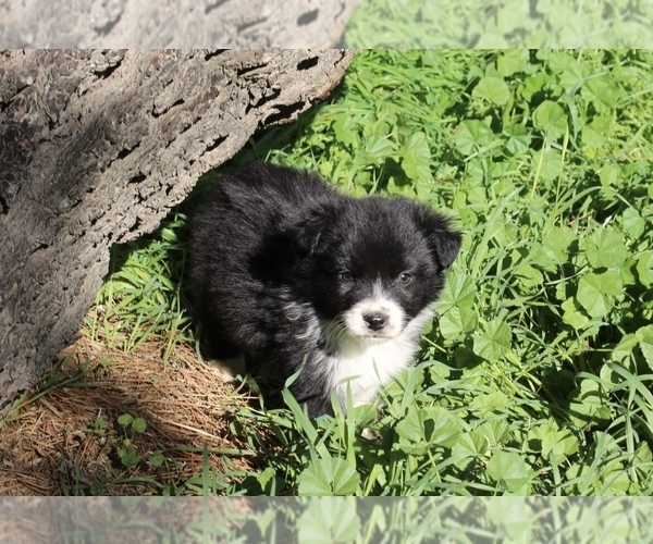 Medium Photo #7 Australian Shepherd Puppy For Sale in ACTON, CA, USA