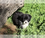 Small #2 Australian Shepherd