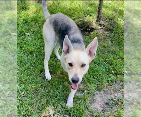 Medium Photo #10 German Shepherd Dog-Unknown Mix Puppy For Sale in Winston Salem, NC, USA