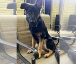 Small German Shepherd Dog