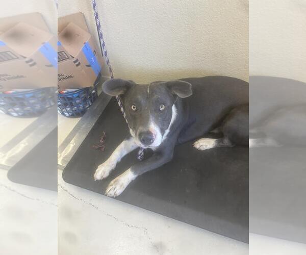 Medium Photo #1 American Pit Bull Terrier-Basset Hound Mix Puppy For Sale in Santa Cruz, CA, USA