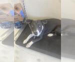 Small American Pit Bull Terrier-Basset Hound Mix