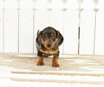 Small #1 Dachshund