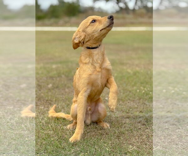 Medium Photo #3 Colonial Cocker Spaniel-Unknown Mix Puppy For Sale in PIPE CREEK, TX, USA