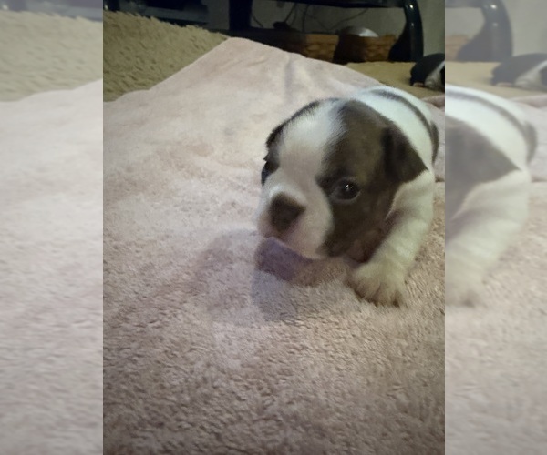 Medium Photo #11 Boston Terrier Puppy For Sale in FREDONIA, KS, USA