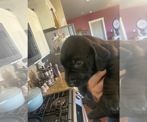 Dachshund-Labrador Retriever Mix Puppy for sale in MADRAS, OR, USA