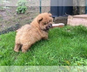 Chow Chow Puppy for sale in COVINA, CA, USA