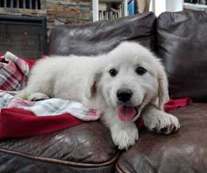 English Cream Golden Retriever Puppy for sale in MISSOULA, MT, USA