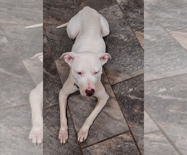 Medium Photo #25 American Pit Bull Terrier-Unknown Mix Puppy For Sale in Germantown, OH, USA