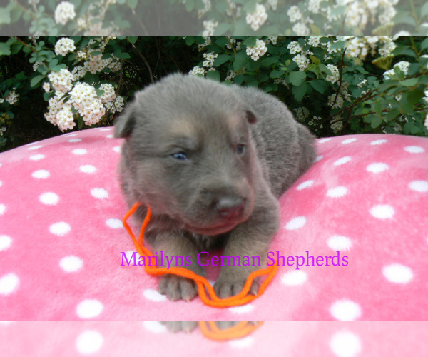 Medium Photo #5 German Shepherd Dog Puppy For Sale in PIEDMONT, MO, USA