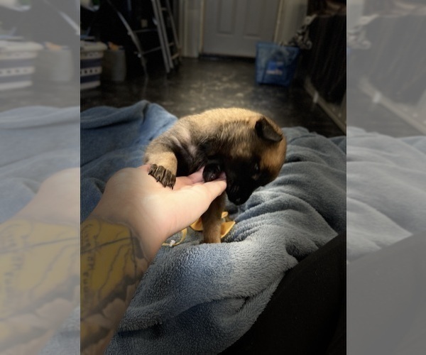 Medium Photo #197 Belgian Malinois Puppy For Sale in REESEVILLE, WI, USA