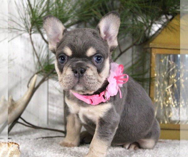 Medium Photo #1 French Bulldog Puppy For Sale in FRESNO, OH, USA