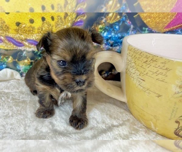 Medium Photo #4 Morkie Puppy For Sale in CASSVILLE, MO, USA