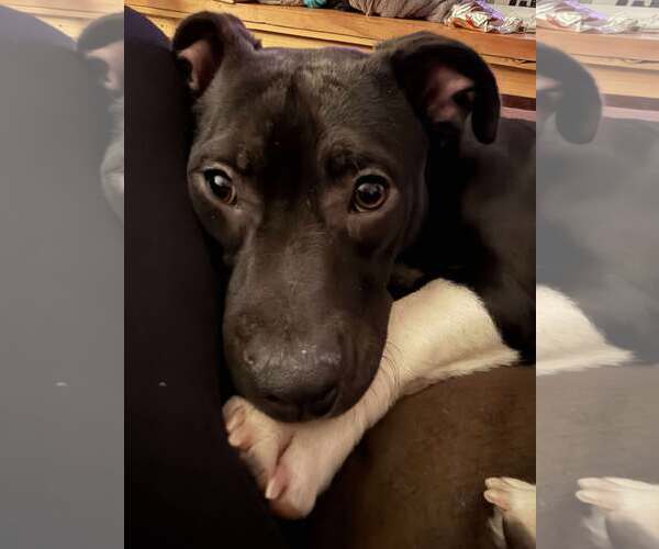 Medium Photo #5 Basset Hound-Unknown Mix Puppy For Sale in Sheboygan, WI, USA