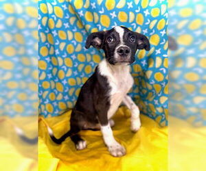 Border Collie-Unknown Mix Dogs for adoption in Pleasanton, TX, USA