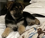 Small Photo #2 German Shepherd Dog Puppy For Sale in COLUMBUS, IN, USA