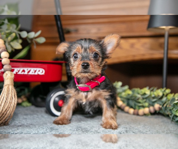 Medium Photo #3 Yorkshire Terrier Puppy For Sale in NAPPANEE, IN, USA