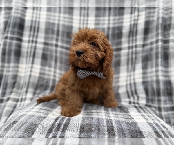 Medium Photo #4 Cavapoo (Miniature) Puppy For Sale in LAKELAND, FL, USA