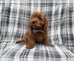 Small #3 Cavapoo (Miniature)