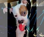 Small #22 American Staffordshire Terrier-Boxer Mix