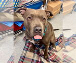 Small #30 American Staffordshire Terrier