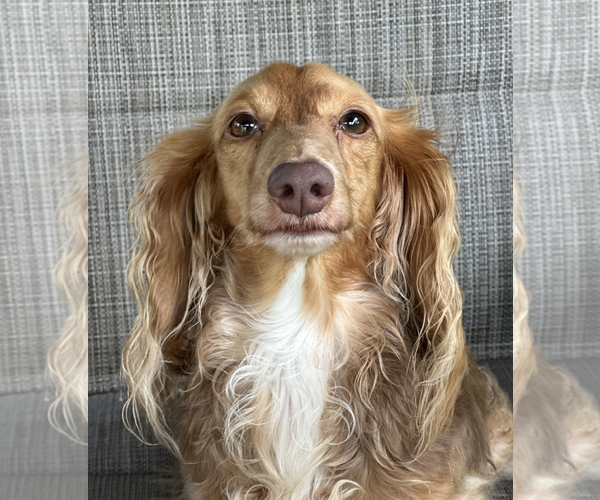 Medium Photo #5 Dachshund Puppy For Sale in Weston, FL, USA